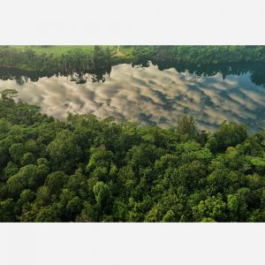 Floating Forest (2014) by Richard Koh