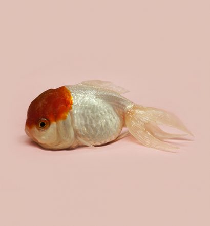 World Goldfish Queen from the series A Guide to the Flora and Fauna of the World (2013) © Robert Zhao Renhui