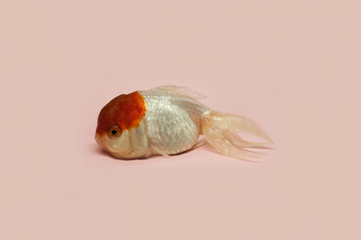 World Goldfish Queen from the series A Guide to the Flora and Fauna of the World (2013) © Robert Zhao Renhui
