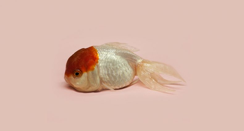 World Goldfish Queen from the series A Guide to the Flora and Fauna of the World (2013) © Robert Zhao Renhui