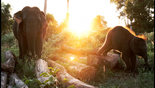 An Elephant’s Eye