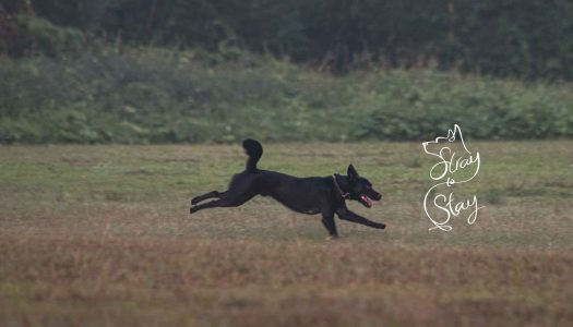 Stray to Stay