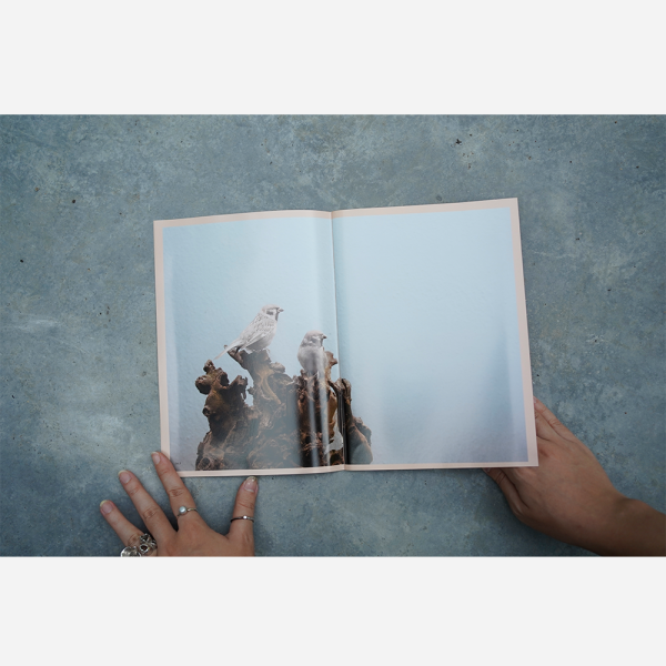 Why Look at Birds by Robert Zhao