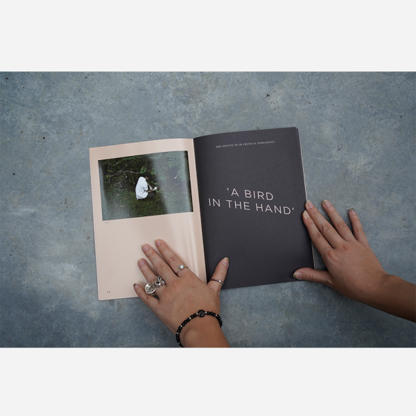 Why Look at Birds by Robert Zhao