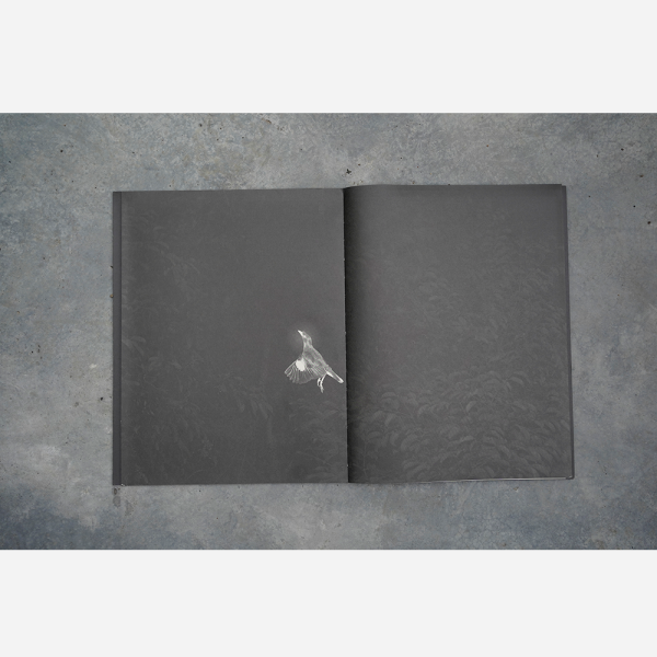 Mynas by Robert Zhao - Image 3
