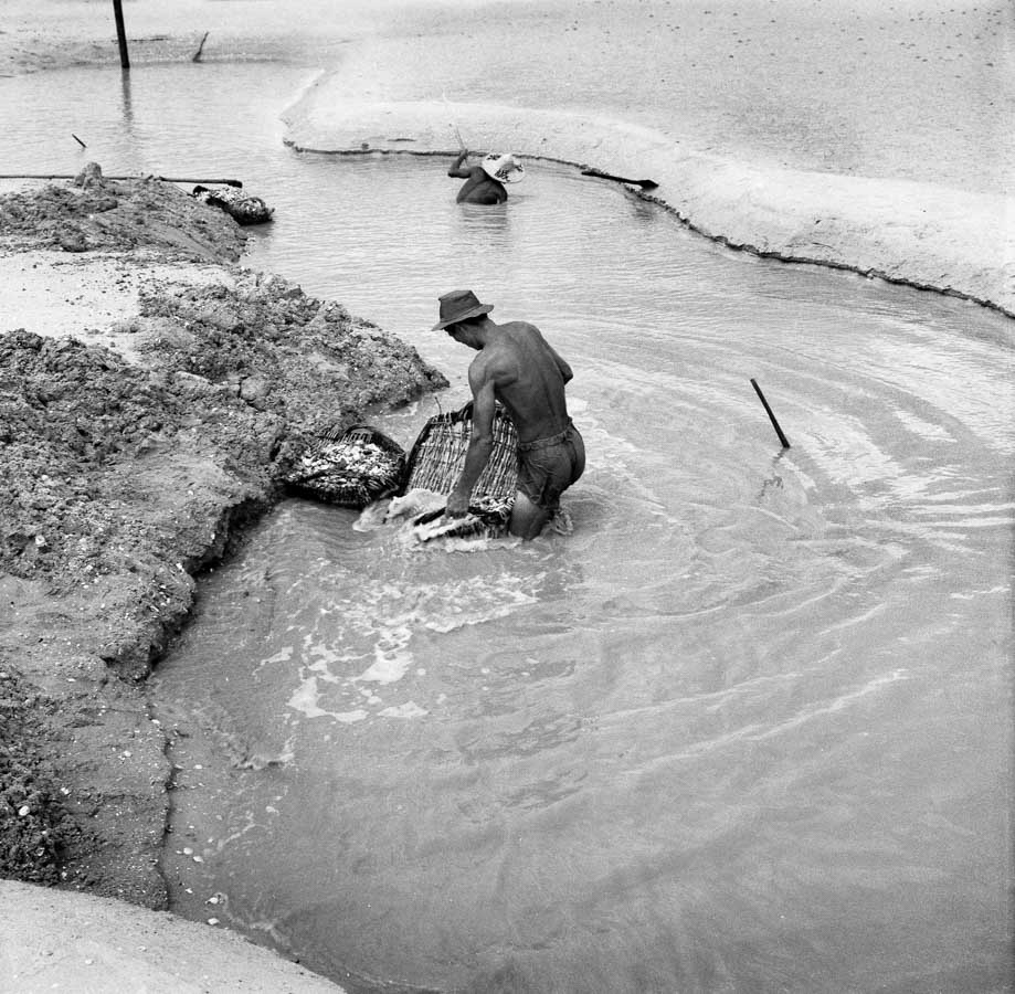 Time and Tide by Foo Tee Jun - Workers collecting seashells, c. 1960s