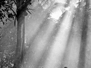 Time and Tide by Foo Tee Jun - Early morning in coconut forest, 1963