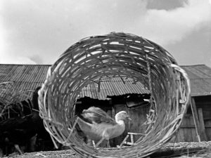 Time and Tide by Foo Tee Jun - Duck in kampung at Toa Payoh, c. 1960s