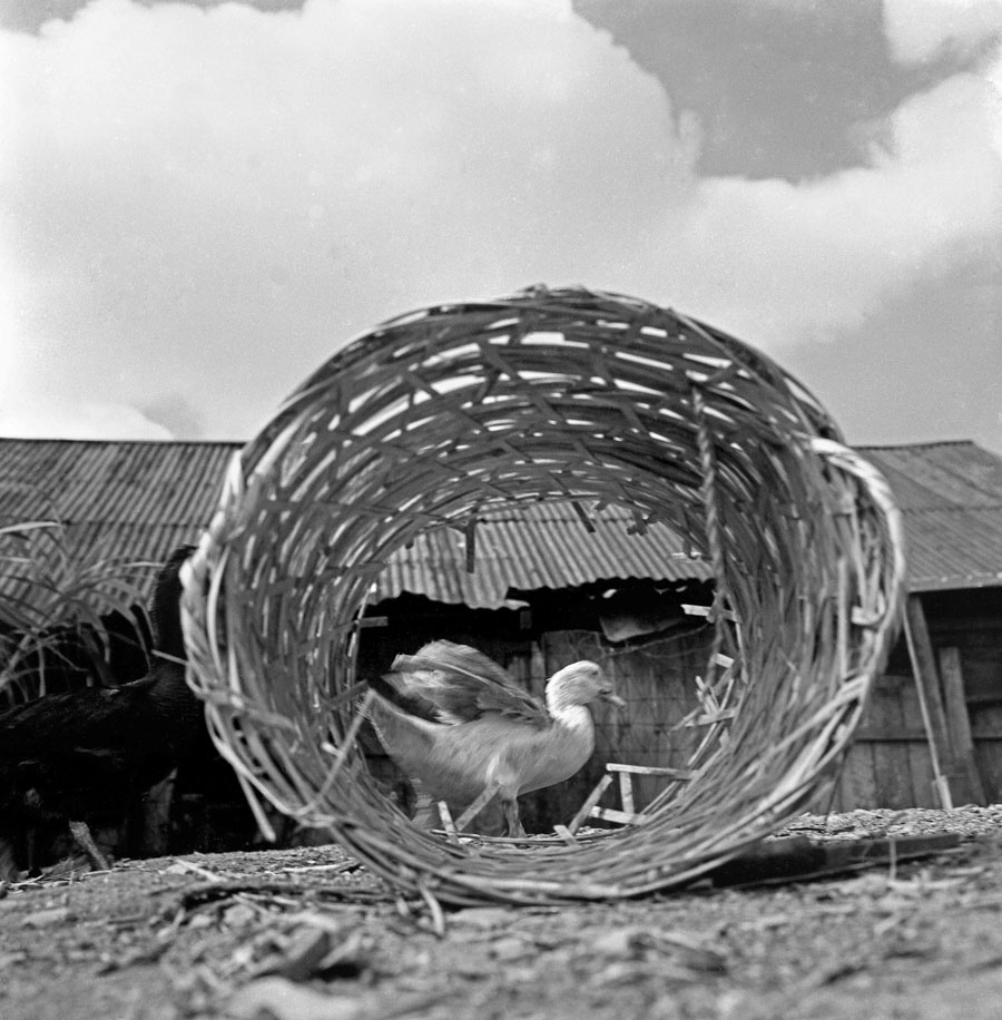 Time and Tide by Foo Tee Jun - Duck in kampung at Toa Payoh, c. 1960s