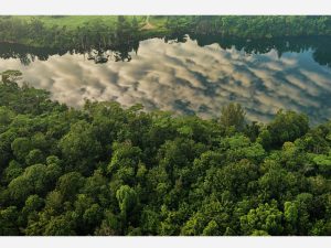 Prints by Richard W J Koh - Floating Forest (2014), 40 cm x 27 cm