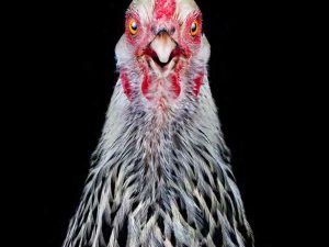 Ernest Goh - Cocks Headshots #5