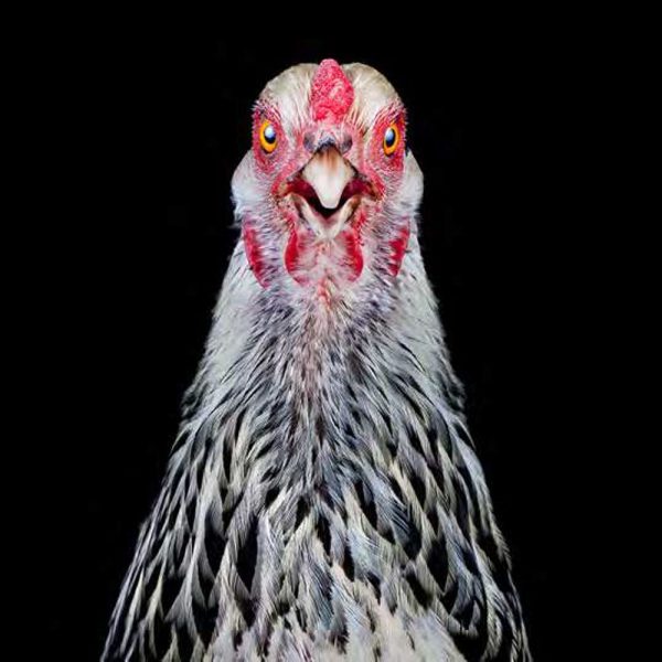 Ernest Goh - Cocks Headshots #5