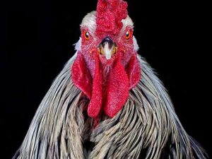 Ernest Goh - Cocks Headshots #6