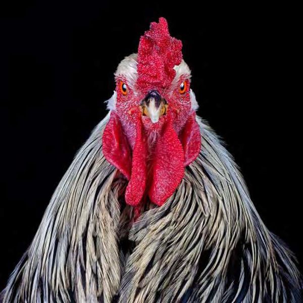 Ernest Goh - Cocks Headshots #6