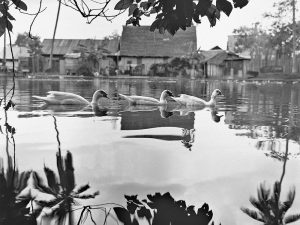 Passing Time by Lui Hock Seng - Ducks, Tai Seng, c. 1960s – 1970s