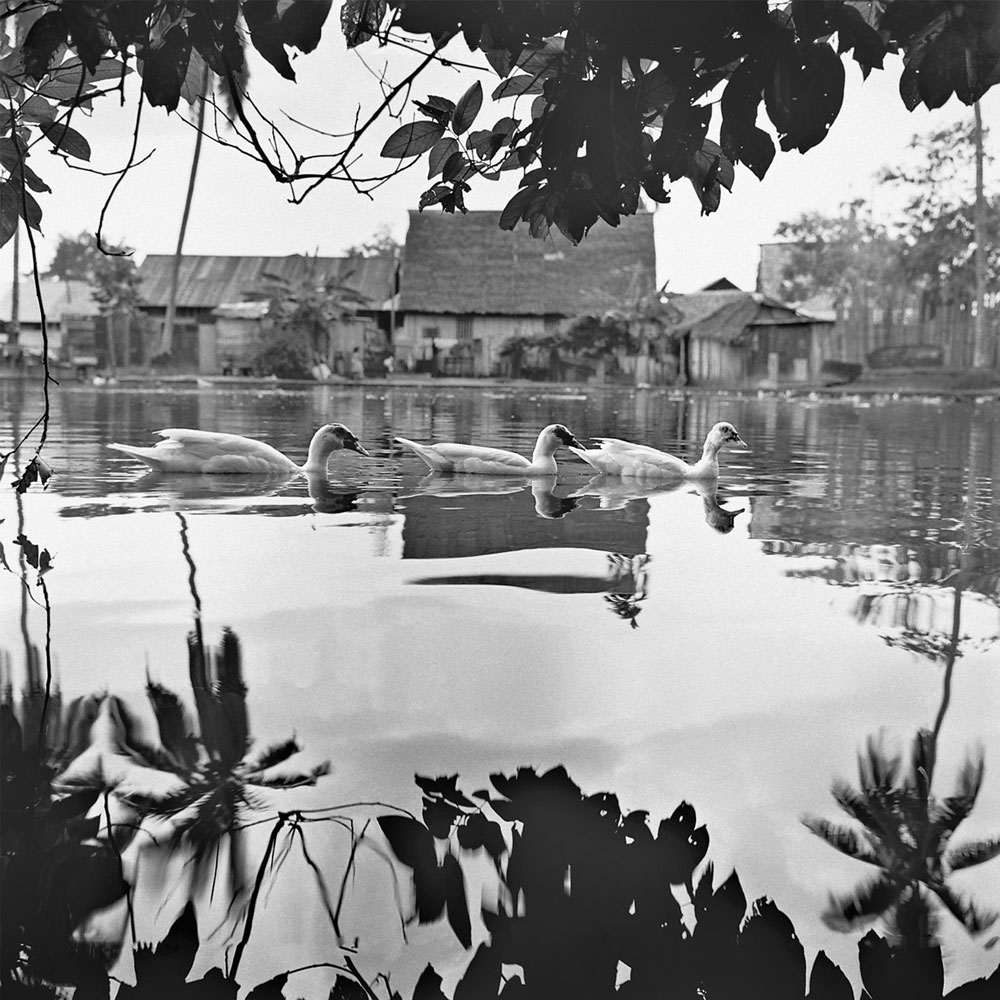 Passing Time by Lui Hock Seng - Ducks, Tai Seng, c. 1960s – 1970s