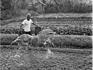 Passing Time by Lui Hock Seng - Farmer watering vegetables, Potong Pasir, c. 1960s – 1970s