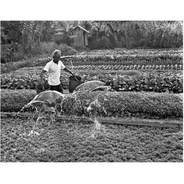 Passing Time by Lui Hock Seng - Farmer watering vegetables, Potong Pasir, c. 1960s – 1970s