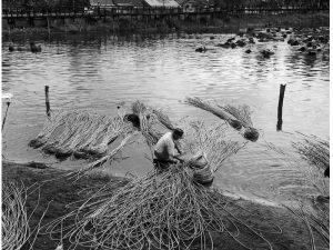 Passing Time by Lui Hock Seng - Man soaking rattan canes, Potong Pasir, c. 1960s – 1970s