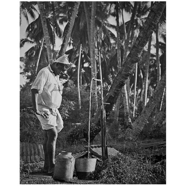 Passing Time by Lui Hock Seng - Man retrieving toddy, alcohol made from coconut flowers, c. 1960s