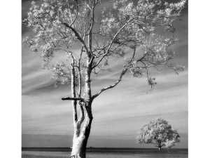 Passing Time by Lui Hock Seng - Two Trees, Jurong c. 1960s – 1970s