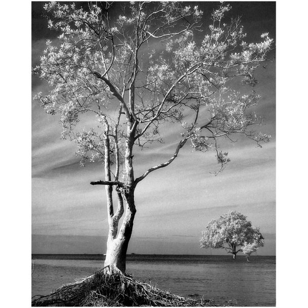 Passing Time by Lui Hock Seng - Two Trees, Jurong c. 1960s – 1970s