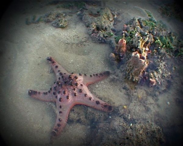 Remember Chek Jawa - Image 2