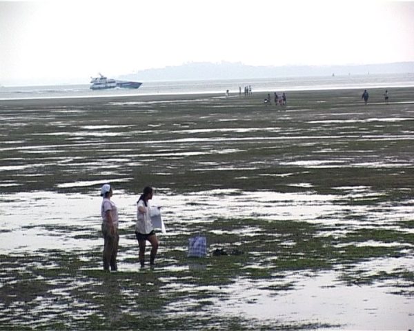 Remember Chek Jawa - Image 3