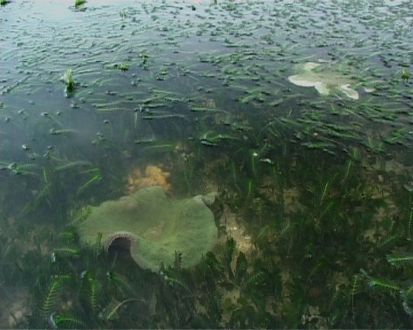 Remember Chek Jawa - Image 4