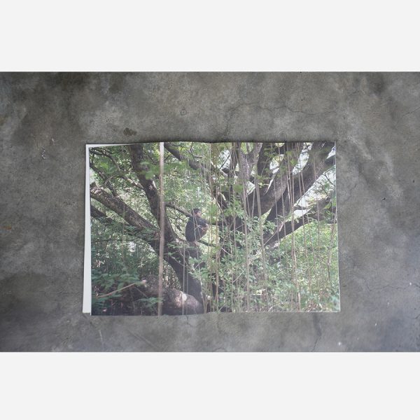 How To Climb A Tree by Aparna Nori (Regular Edition) - Image 3