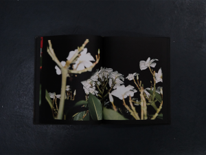 Apricity by PPIPPI Press