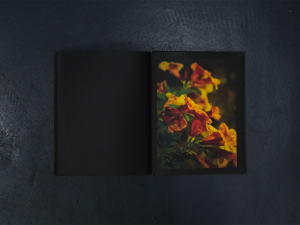 Apricity by PPIPPI Press